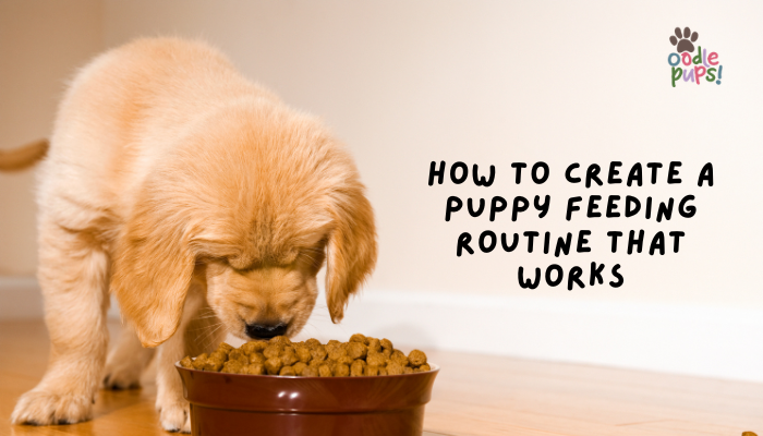 How to Create a Puppy Feeding Routine That Works